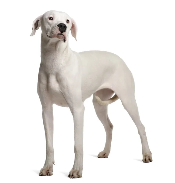Argentino Dogo, 11 meses, de pé em frente ao fundo branco — Fotografia de Stock