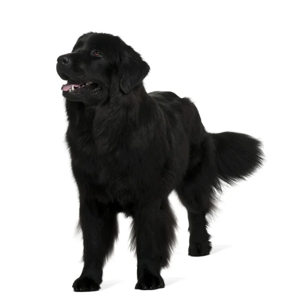 Newfoundland dog, 1 year old, standing in front of white background — Stock Photo, Image