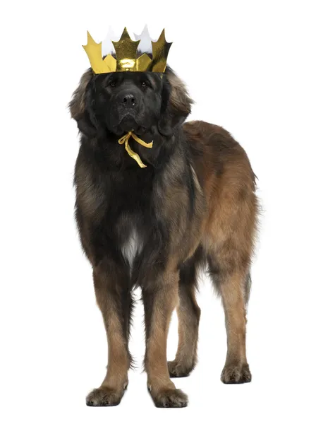 stock image Leonberger dog wearing crown, 18 months old, standing in front of white background