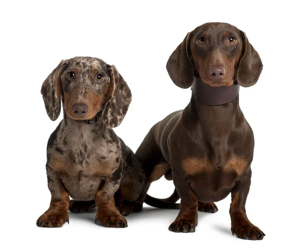 Couple of Dachshunds, 18 and 5 months old, sitting in front of white background — Stock Photo, Image
