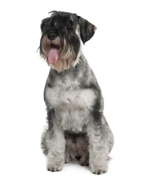Standard Schnauzer, 2 years old, sitting in front of white background — Stock Photo, Image
