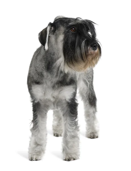 Schnauzer, 2 years old, standing in front of white background — Stock Photo, Image