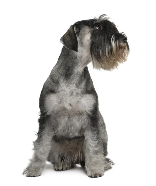 Schnauzer, 2 years old, sitting in front of white background — Stock Photo, Image