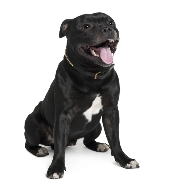 Staffordshire Bull Terrier, 2 years old, sitting in front of white background — Stock Photo, Image