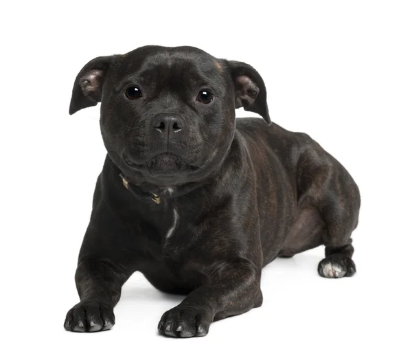 Staffordshire bull terrier sitting in front of white background — Stock Photo, Image