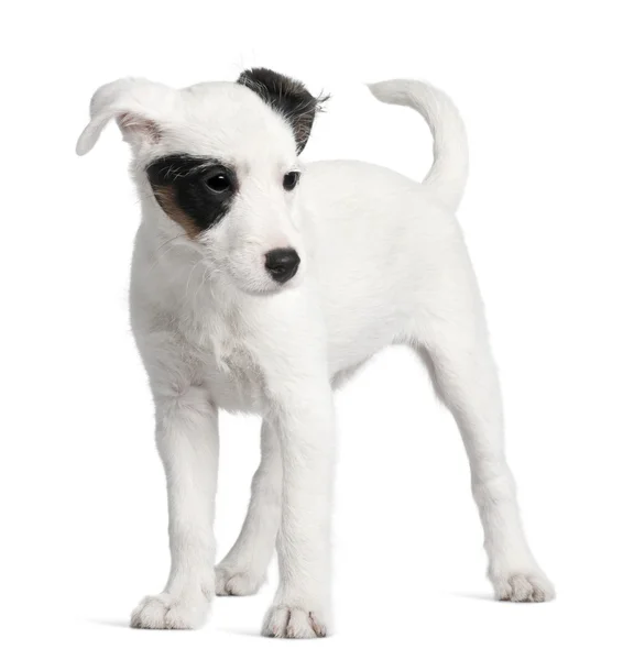 Parson Russell terrier, 3 hónapos, fehér háttér előtt áll — Stock Fotó