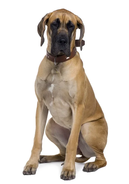 Great Dane, 1 year old, sitting in front of white background — Stock Photo, Image