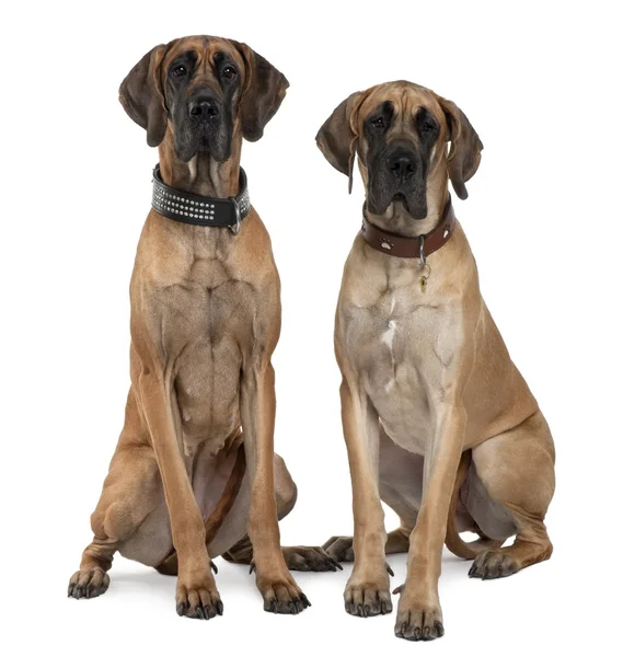 Two Great Danes, 1 year old, sitting in front of white background — Stock Photo, Image