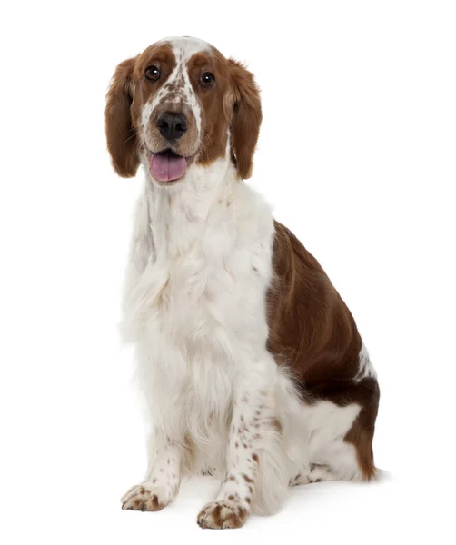 Welsh Springer spaniel, 3 years old, sitting in front of white background — Stock Photo, Image