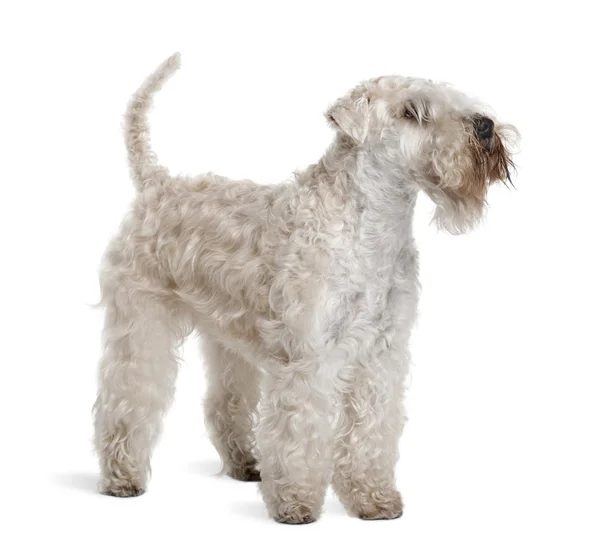 Soft-Coated Wheaten Terrier, 3 años, de pie frente al fondo blanco —  Fotos de Stock