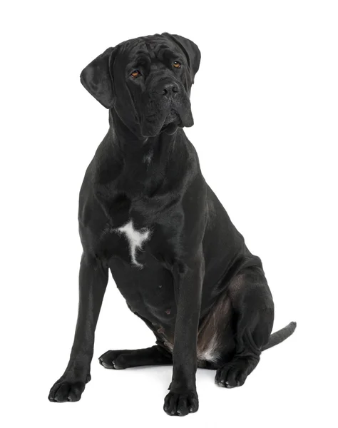 Cane Corso dog, 1 year old, sitting in front of white background — Stock Photo, Image