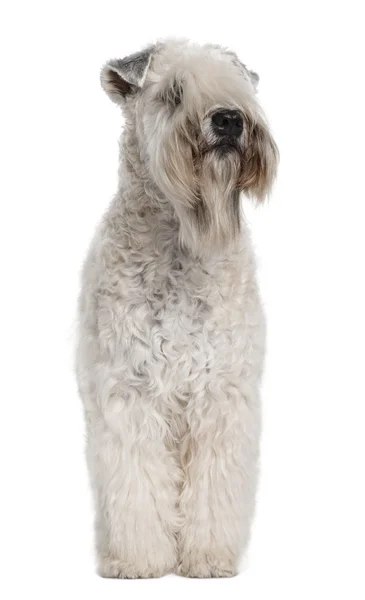 Soft-coated Wheaten Terrier, 1 year old, standing in front of white background — Stock Photo, Image