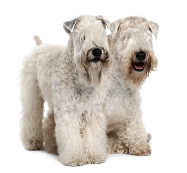 Two Soft-coated Wheaten Terriers, 1 ano, sentado na frente do fundo branco — Fotografia de Stock
