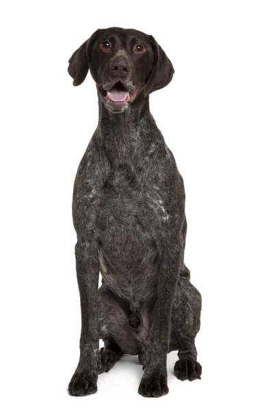German Shorthaired Pointer, 5 years old, sitting in front of white background — Stock Photo, Image