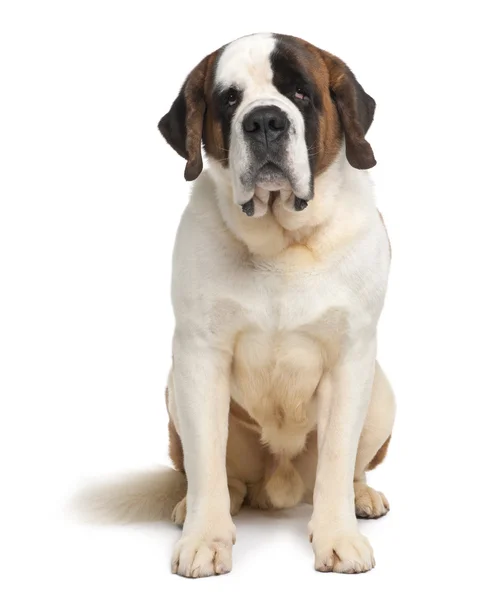 Saint Bernard, 4 years old, sitting in front of white background — Stock Photo, Image