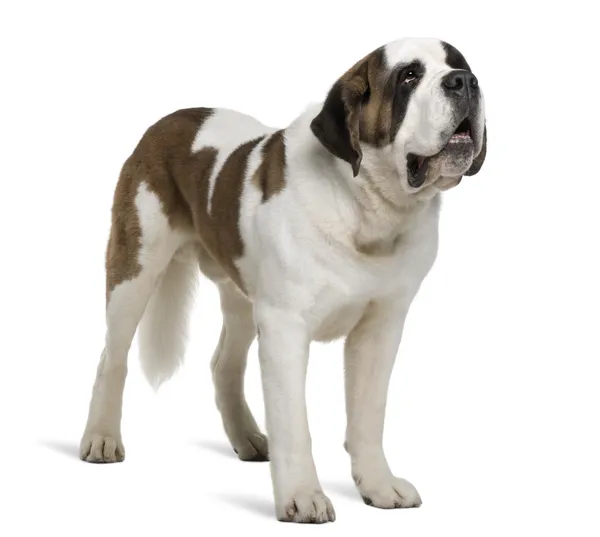 stock image Saint Bernard, 4 years old, standing in front of white background