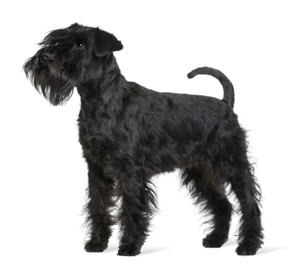 stock image Schnauzer, 16 months old, standing in front of white background