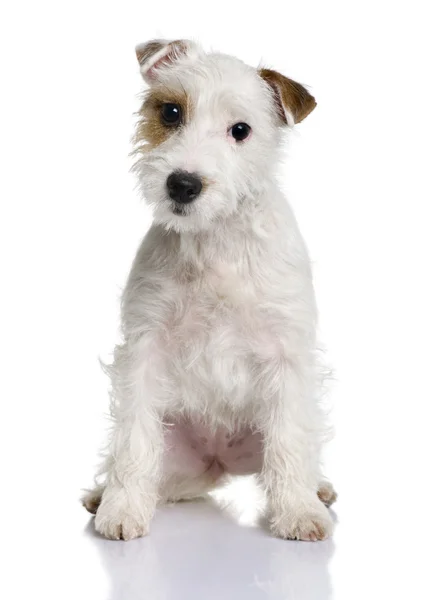Parson Russell terrier puppy, 5 months old, sitting in front of white background — Stock Photo, Image