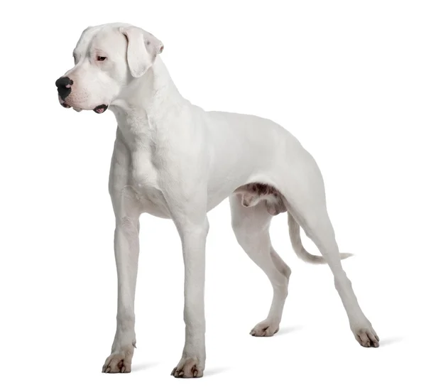 Argentinské dogy nebo argentinská doga pes, 1 rok starý, stojící před bílým pozadím — Stock fotografie