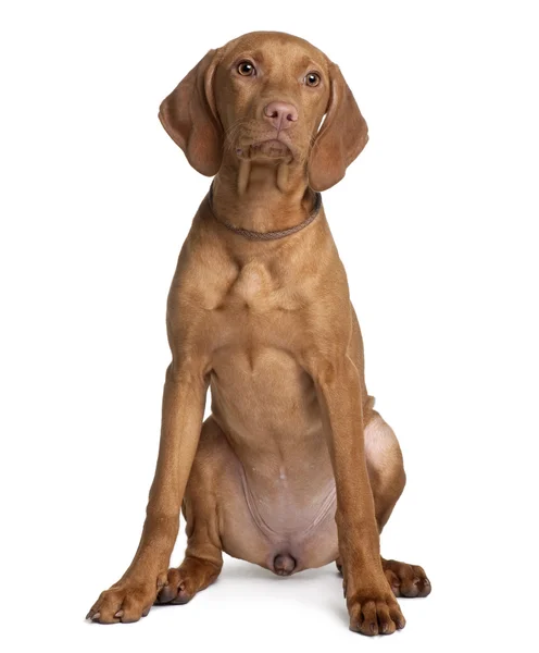 Vizsla cão, 4 meses, sentado na frente do fundo branco — Fotografia de Stock