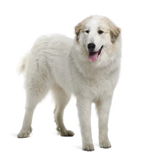 Πυρηναίων βουνό σκυλί ή μεγάλη Πυρηναία, 9 μηνών, στέκεται μπροστά από το λευκό φόντο — Φωτογραφία Αρχείου