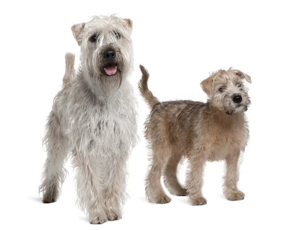 Due Terrier a Grano Morbido Rivestito, 1 anno e 11 anni, in piedi davanti allo sfondo bianco — Foto Stock