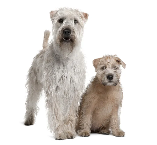 Dos Wheaten Terriers de capa blanda, de 1 año y 11 años, de pie frente al fondo blanco — Foto de Stock