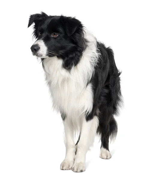 Border collie, 3 years old, standing in front of white backgroun — Stock Photo, Image