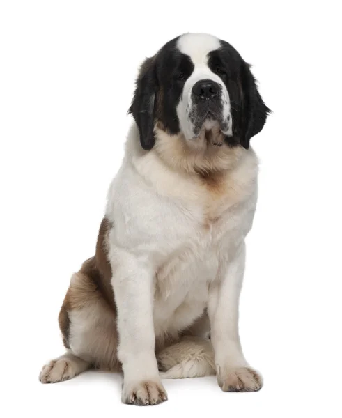 Saint Bernard, 15 months old, sitting in front of white background — Stock Photo, Image