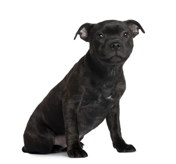 Staffordshire Bull Terrier puppy, 3 months old, sitting in front of white background — Stock Photo, Image