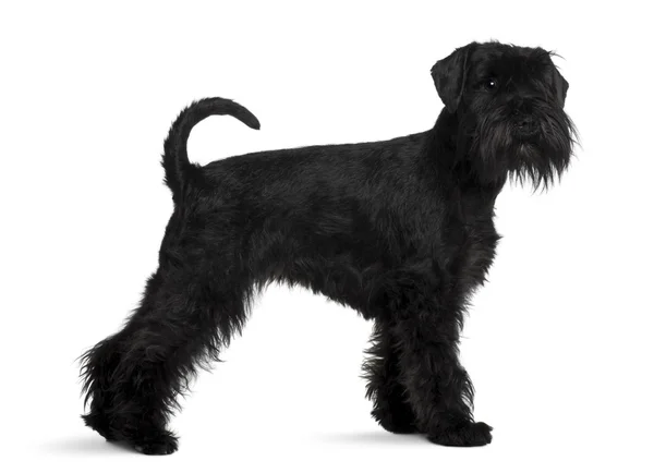 Schnauzer, 2 years old, standing in front of white background — Stock Photo, Image
