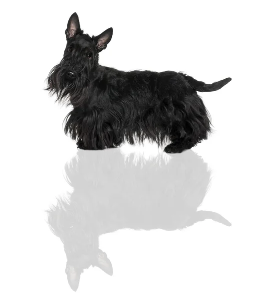 Schnauzer Terrier, 1 year old, standing in front of white background — Stock Photo, Image