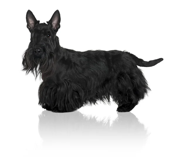Schnauzer Terrier, 1 year old, standing in front of white background — Stock Photo, Image