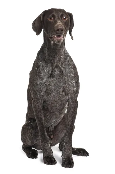 German Shorthaired Pointer dog, 5 years old, sitting in front of white background — Stock Photo, Image