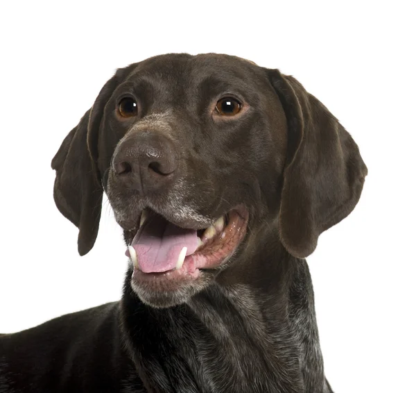 Alemão Shorthaired Pointer cão, 5 anos, na frente de fundo branco — Fotografia de Stock