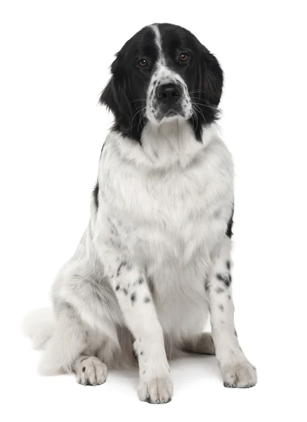 Ландшафтная собака, 9 месяцев, сидящая перед белым фоном — стоковое фото