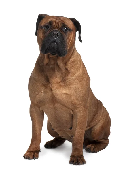 Bullmastiff dog, 4 years old, sitting in front of white background — Stock Photo, Image