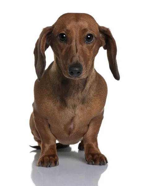 stock image Daschund, 1 year old, sitting in front of white background