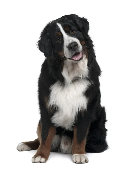 Bernese Mountain Dog, 1 year old, sitting in front of white background — Stock Photo, Image