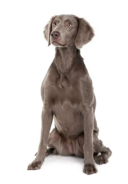 Pies Wyżeł weimarski długowłosy, 2 lat, siedzący z przodu białe tło — Zdjęcie stockowe