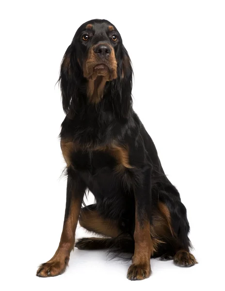 Gordon Setter dog, 16 months old, sitting in front of white background — Stock Photo, Image