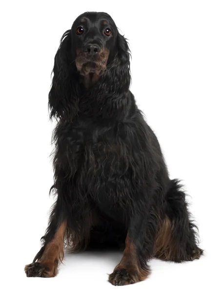Gordon Setter dog, 7 years old, sitting in front of white background — Stock Photo, Image