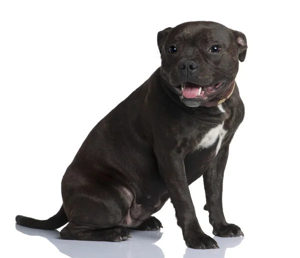 Staffordshire bull terrier, 9 months old, sitting in front of white background — Stock Photo, Image