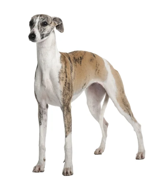 Young Whippet, 8 months old, standing in front of white backgrou — Stock Photo, Image