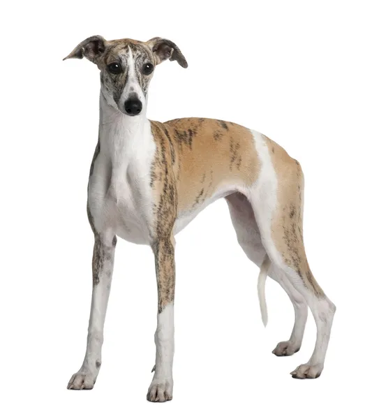 Young Whippet, 8 months old, standing in front of white backgrou — Stock Photo, Image