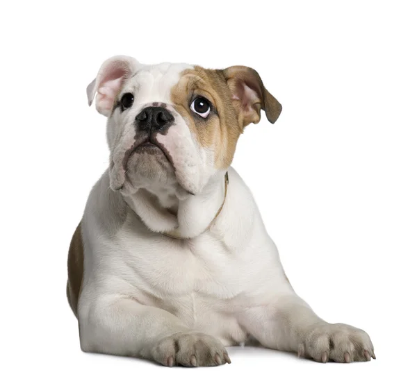 Inglés Bulldog cachorro, 3 meses de edad, acostado en frente de fondo blanco —  Fotos de Stock