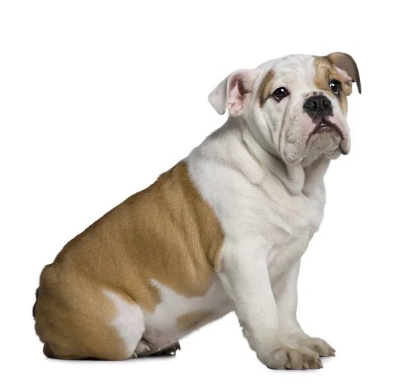 Cucciolo Bulldog inglese, 3 mesi, seduto davanti allo sfondo bianco — Foto Stock
