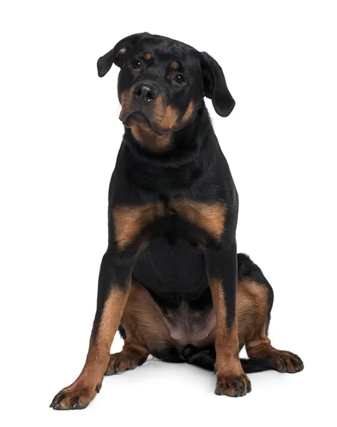 Doberman, 15 months old, sitting in front of white background — Stock Photo, Image
