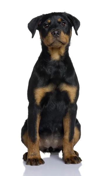 Rottweiler puppy, 3 months old, sitting in front of white background — Stock Photo, Image