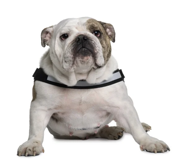 İngilizce bulldog beyaz arka plan oturan — Stok fotoğraf